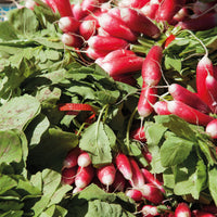 Radis De 18 jours 1/2 long (ruban) - Raphanus sativus de 18 jours 1/2 long - Bakker