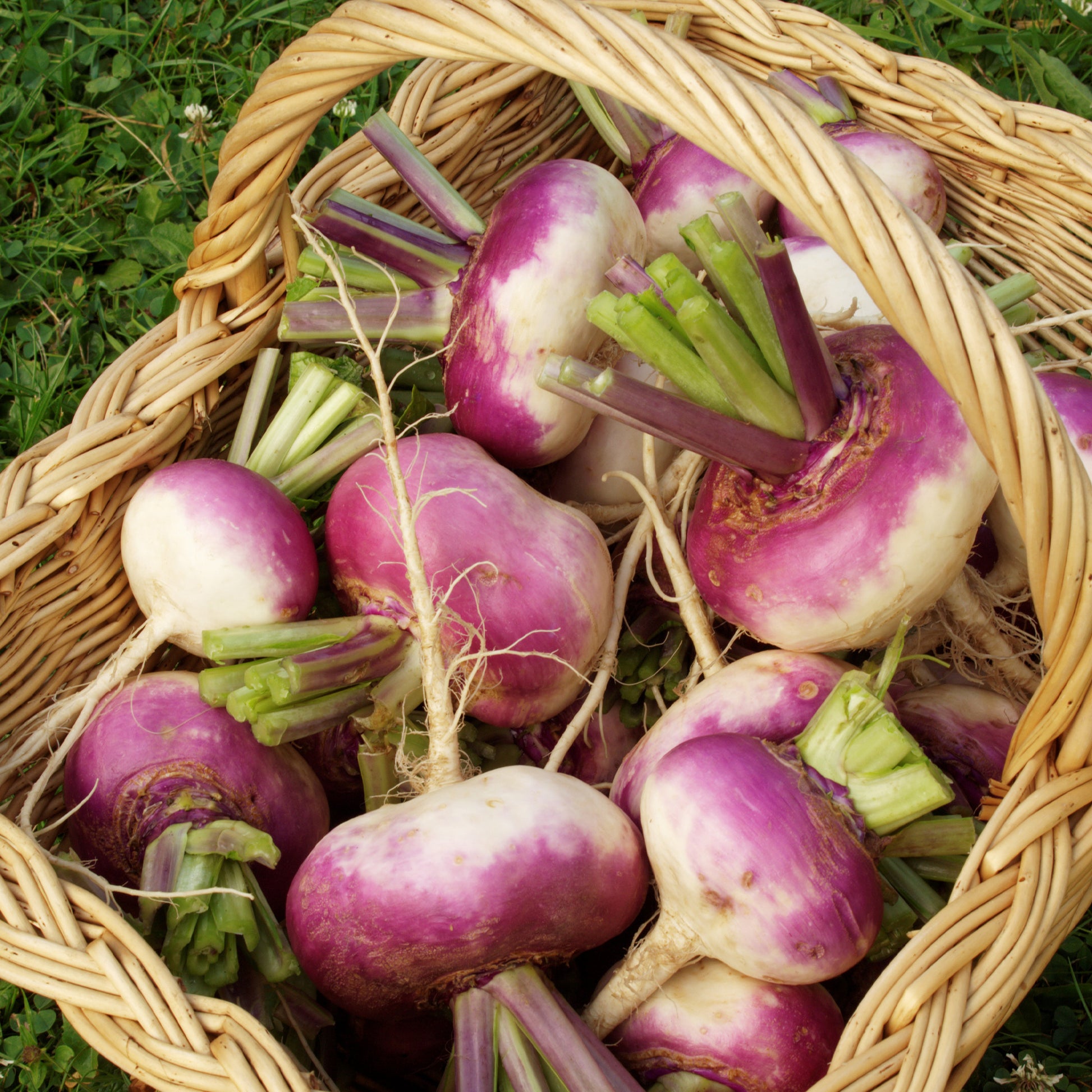 Navet D'Auvergne Tardive - Brassica rapa - Bakker
