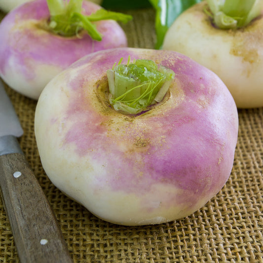 Navet De Milan à collet rose - Bakker