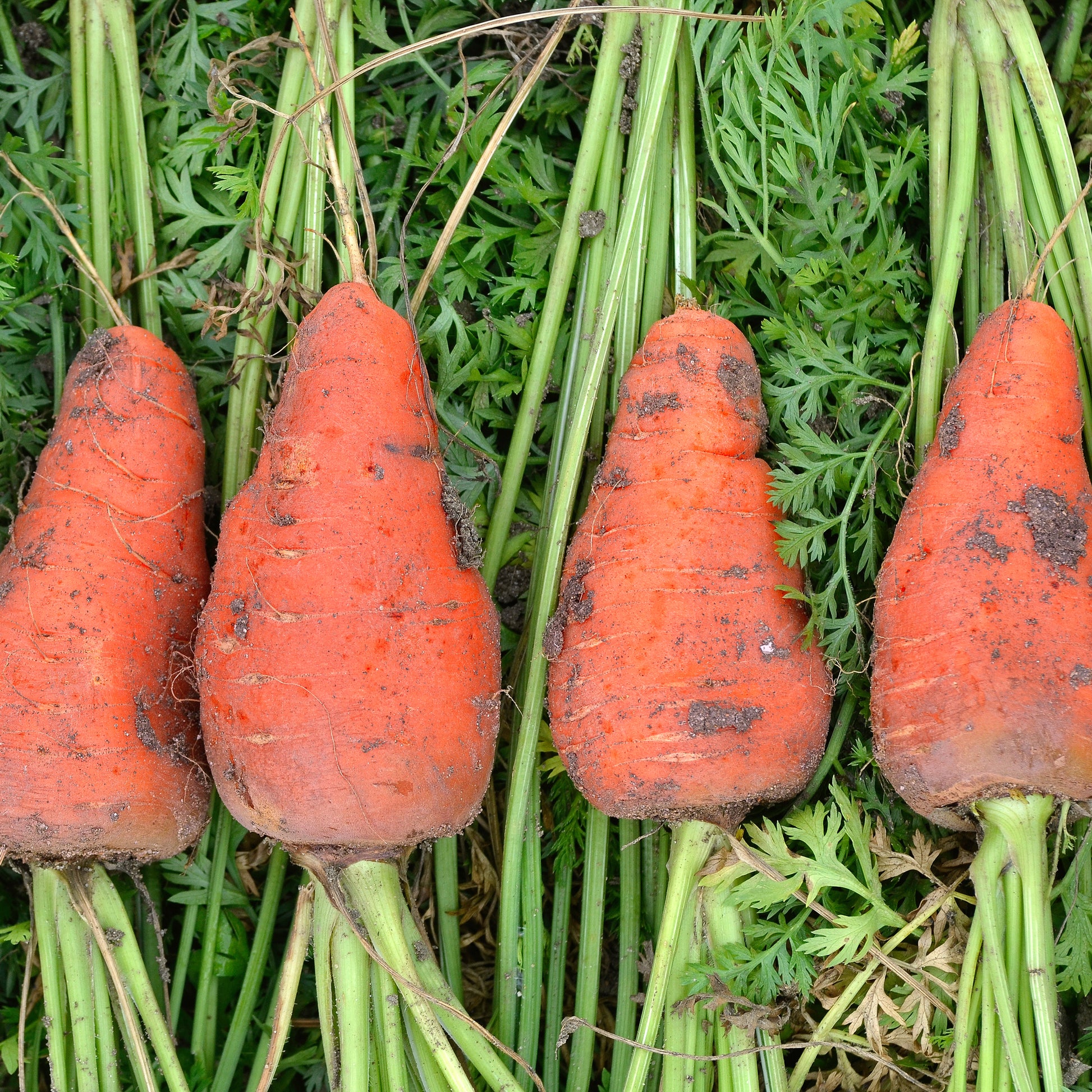 Carotte De Chantenay à coeur rouge - Daucus carota de chantenay à coeur rouge - Bakker