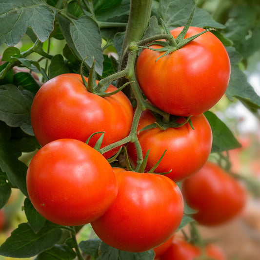 Tomate Beefmaster F1 - Solanum lycopersicum beefmaster f1 - Potager