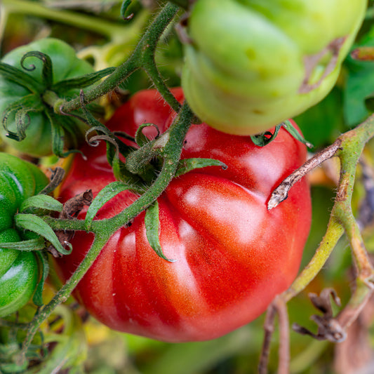 Tomate Brandywine - Bakker