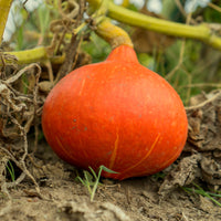 Potiron Potimarron - Bakker