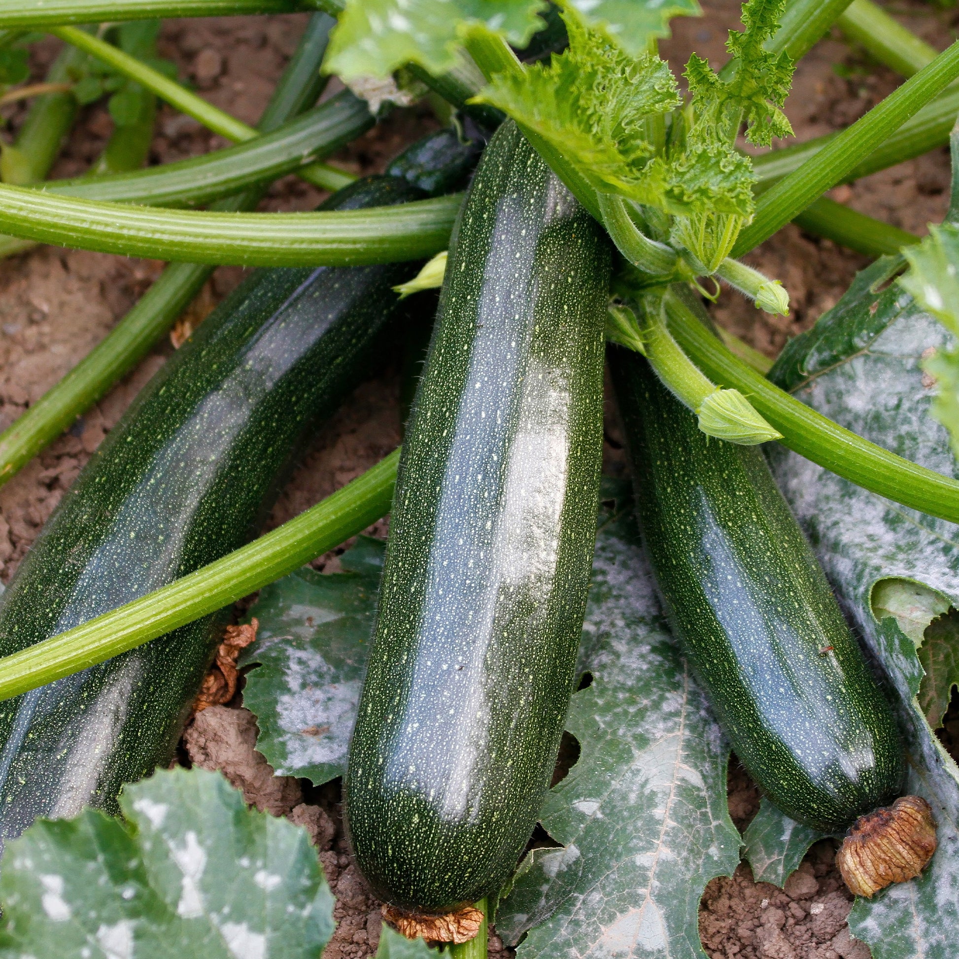 Courgette Black Beauty - Cucurbita pepo  black beauty - Bakker