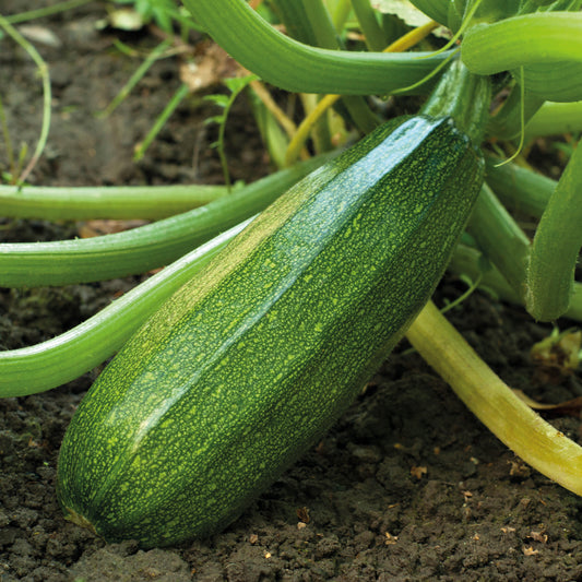 Courgette Verte non coureuse des maraîchers - Bakker