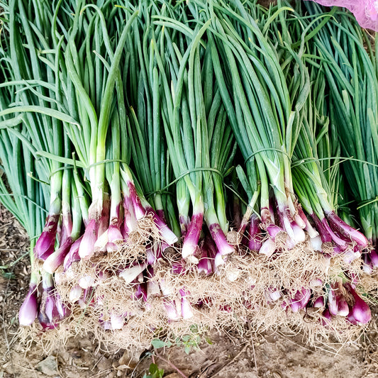 Ciboule Commune Rouge - Bakker