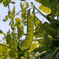 Pois nain mangetout Bamby - Pisum sativum bamby (obt. gautier) - Bakker
