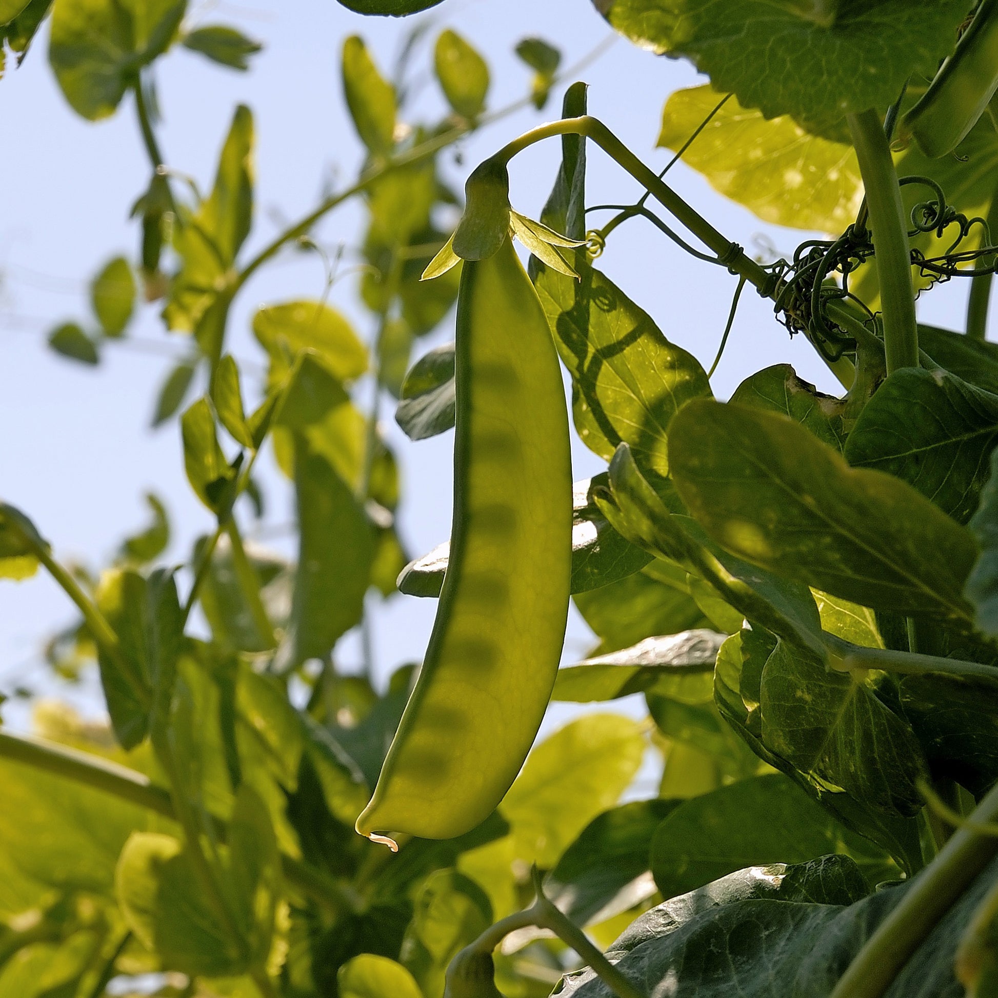 Pois nain mangetout Bamby - Pisum sativum bamby (obt. gautier) - Bakker
