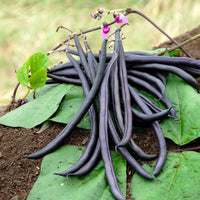 Haricot mangetout Purple Queen - Phaseolus vulgaris purple queen - Bakker