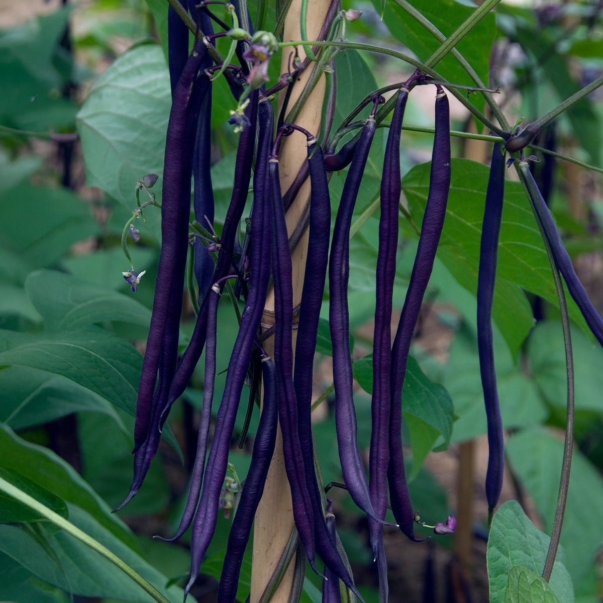 Phaseolus vulgaris - Haricot à rames à cosse violette - Graines de haricots
