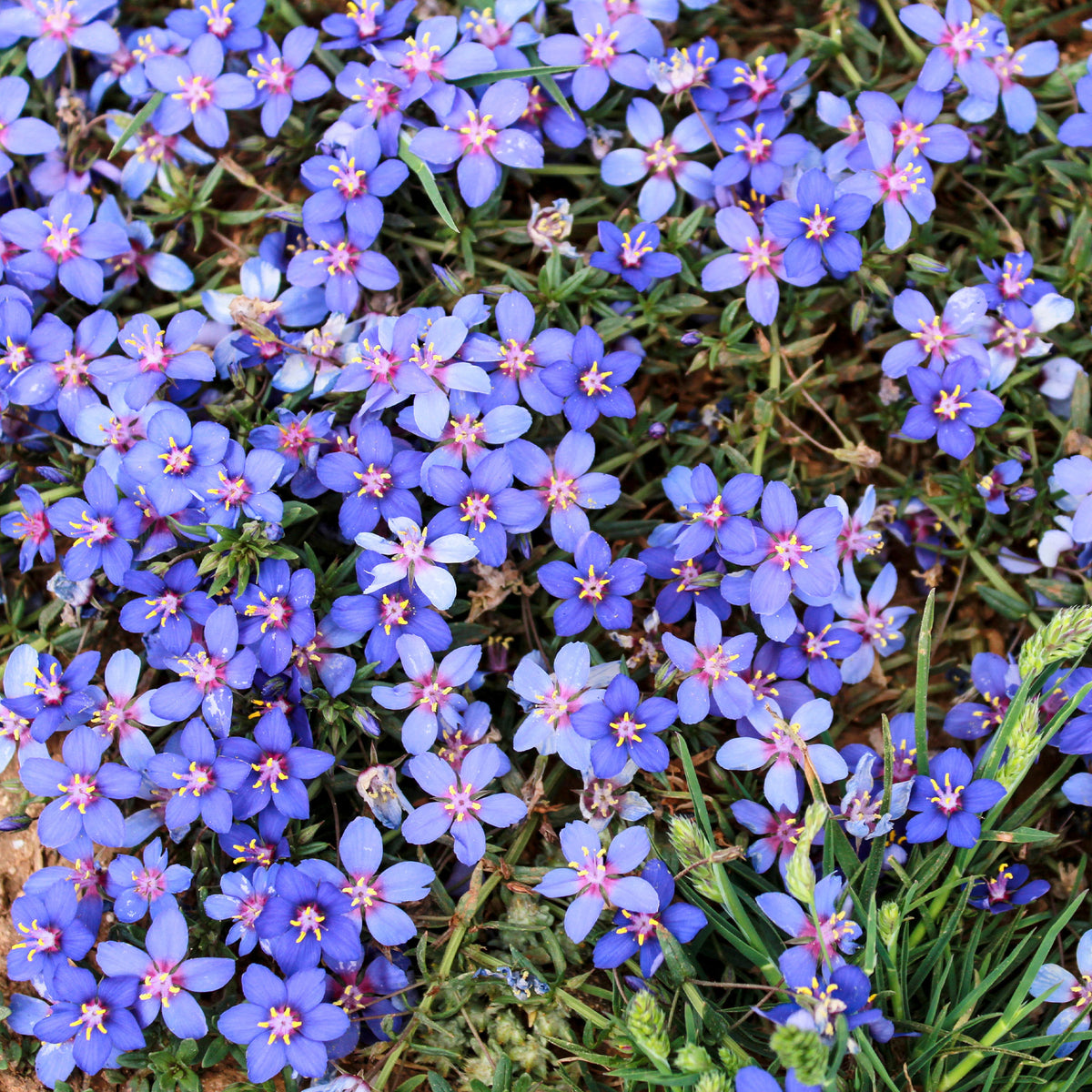 Gentiane bleue - Anagallis linifolia - Bakker