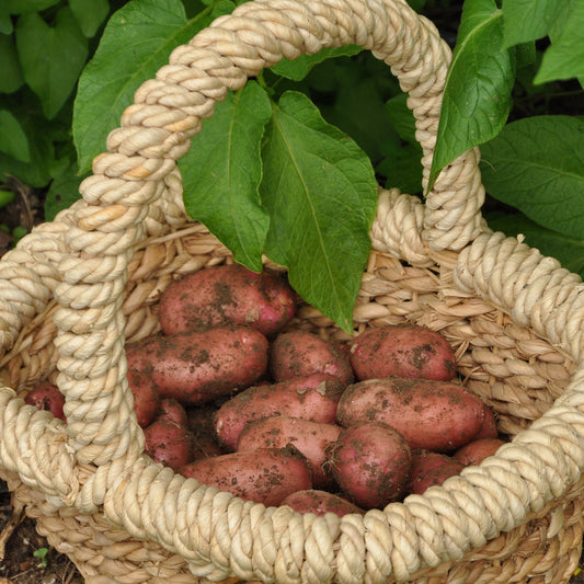 Pomme de terre Rose de France - Cirielle - Bakker