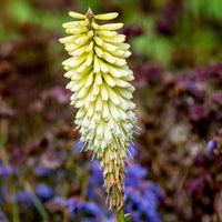 Vente Tritoma Ice Queen - Kniphofia Ice Queen