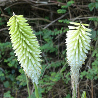 Kniphofia Ice Queen - Tritoma Ice Queen - Plantes vivaces