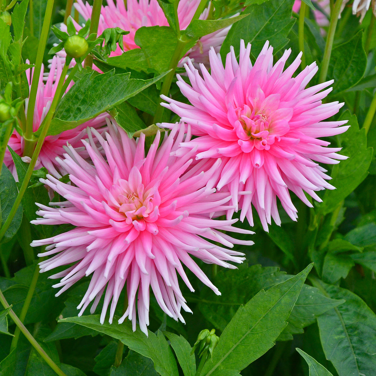 3 Dahlias cactus nain Park Princess - Dahlia Park Princess - Bakker