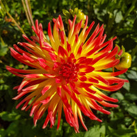 Bulbes de Dahlia - 3 Dahlias cactus Oiseau de Feu - Dahlia cactus oiseau de feu
