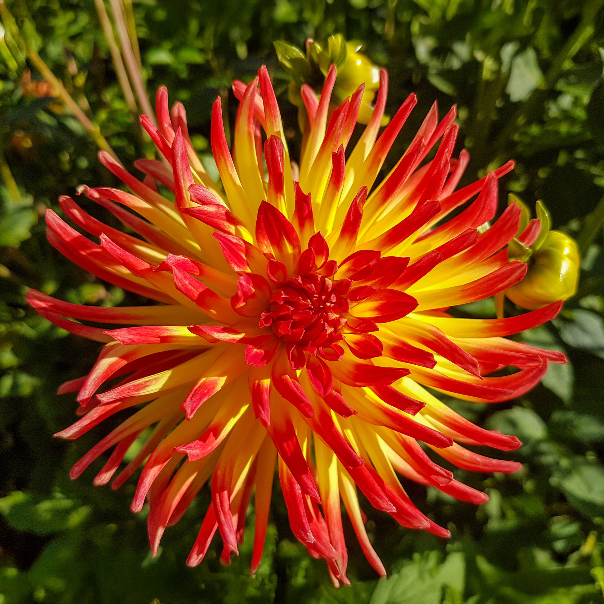 Bulbes de Dahlia - 3 Dahlias cactus Oiseau de Feu - Dahlia cactus oiseau de feu