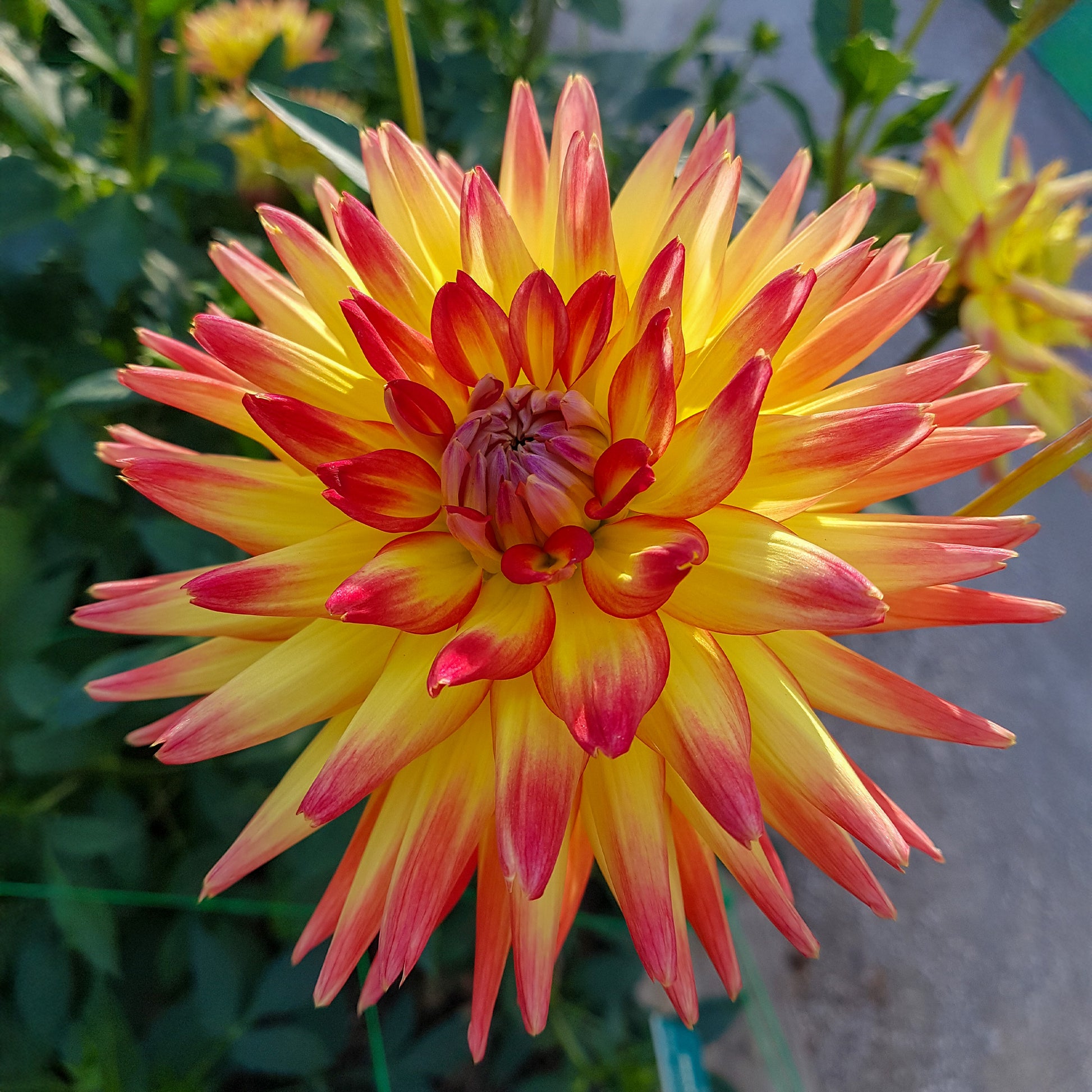 Dahlia cactus oiseau de feu - 3 Dahlias cactus Oiseau de Feu - Bulbes de Dahlia