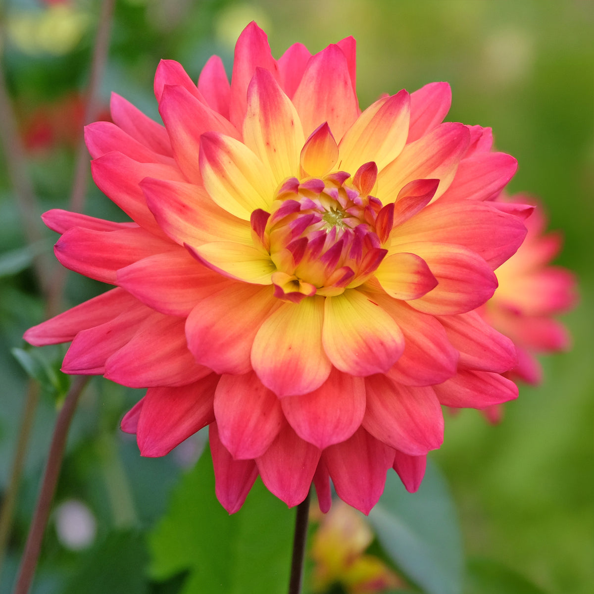 3 Dahlias décoratifs Tricolore - Dahlia tricolore - Bakker