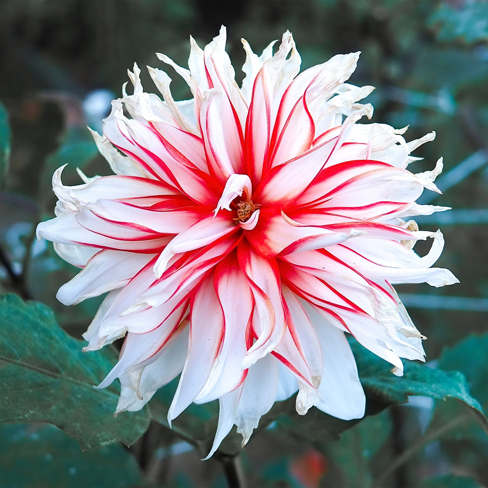 3 Dahlias décoratifs Santa Claus - Dahlia santa claus - Bakker