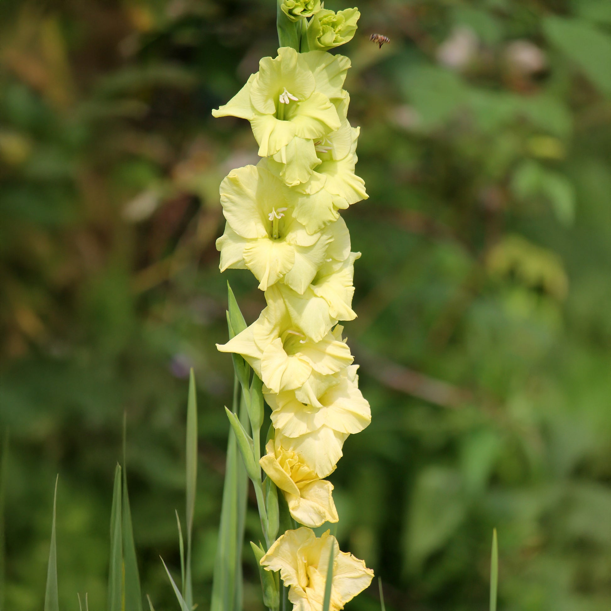 25 Glaïeuls Dingadong - Gladiolus Dingadong - Bakker