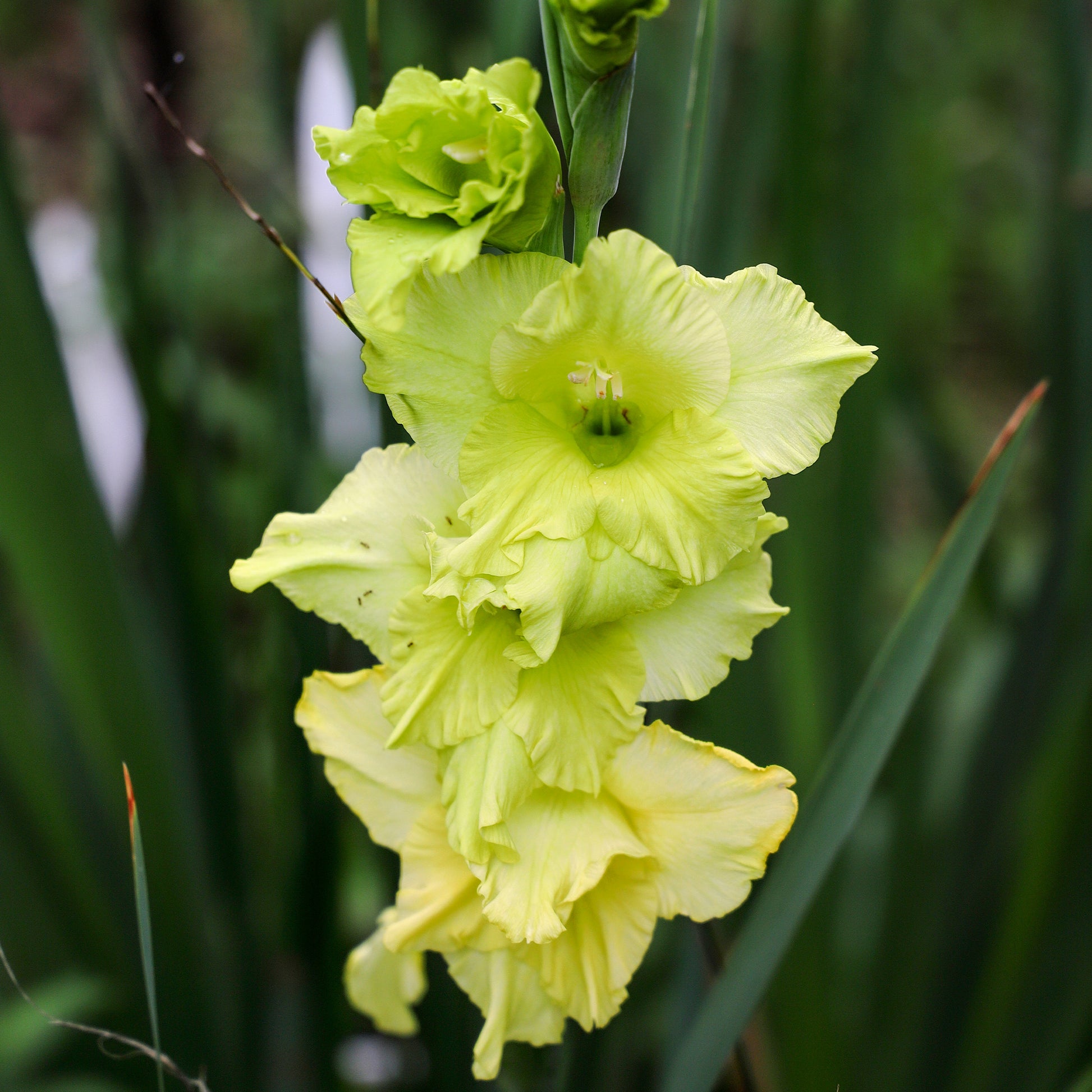 Gladiolus Dingadong - 25 Glaïeuls Dingadong - Bulbes de Glaïeul