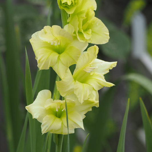 25 Glaïeuls Dingadong - Bakker