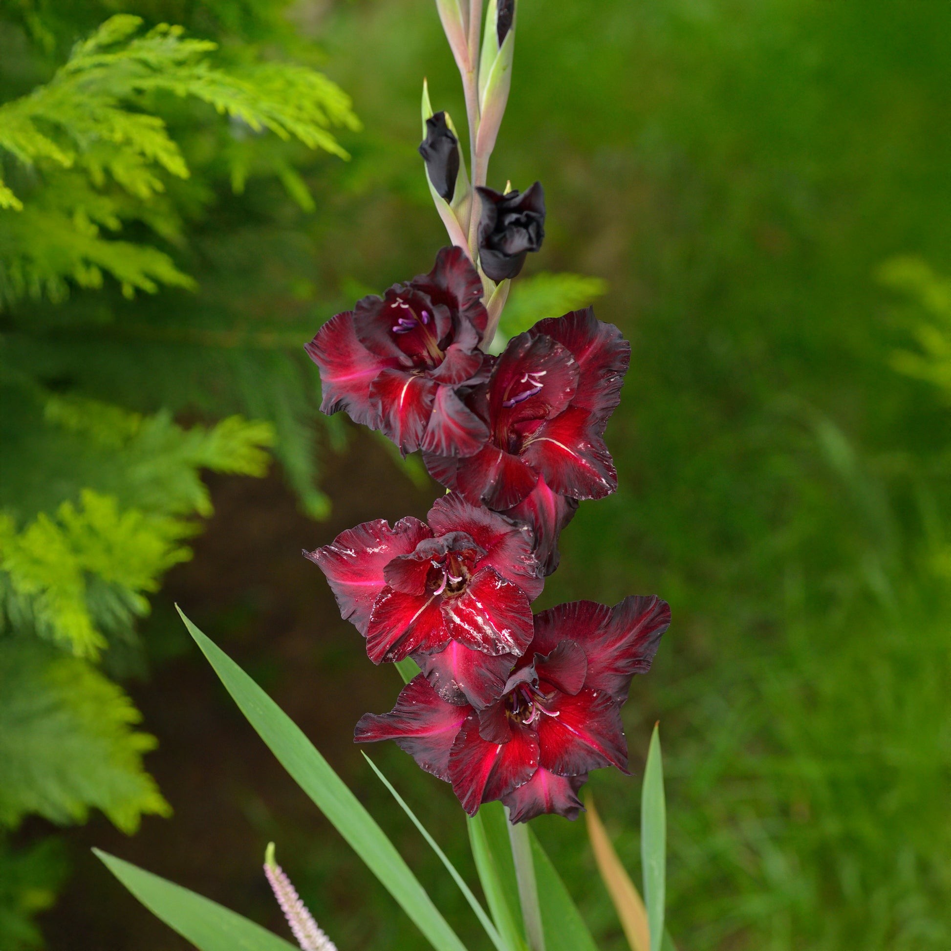 25 Glaïeuls Black Surprise - Gladiolus Black Surprise - Bakker