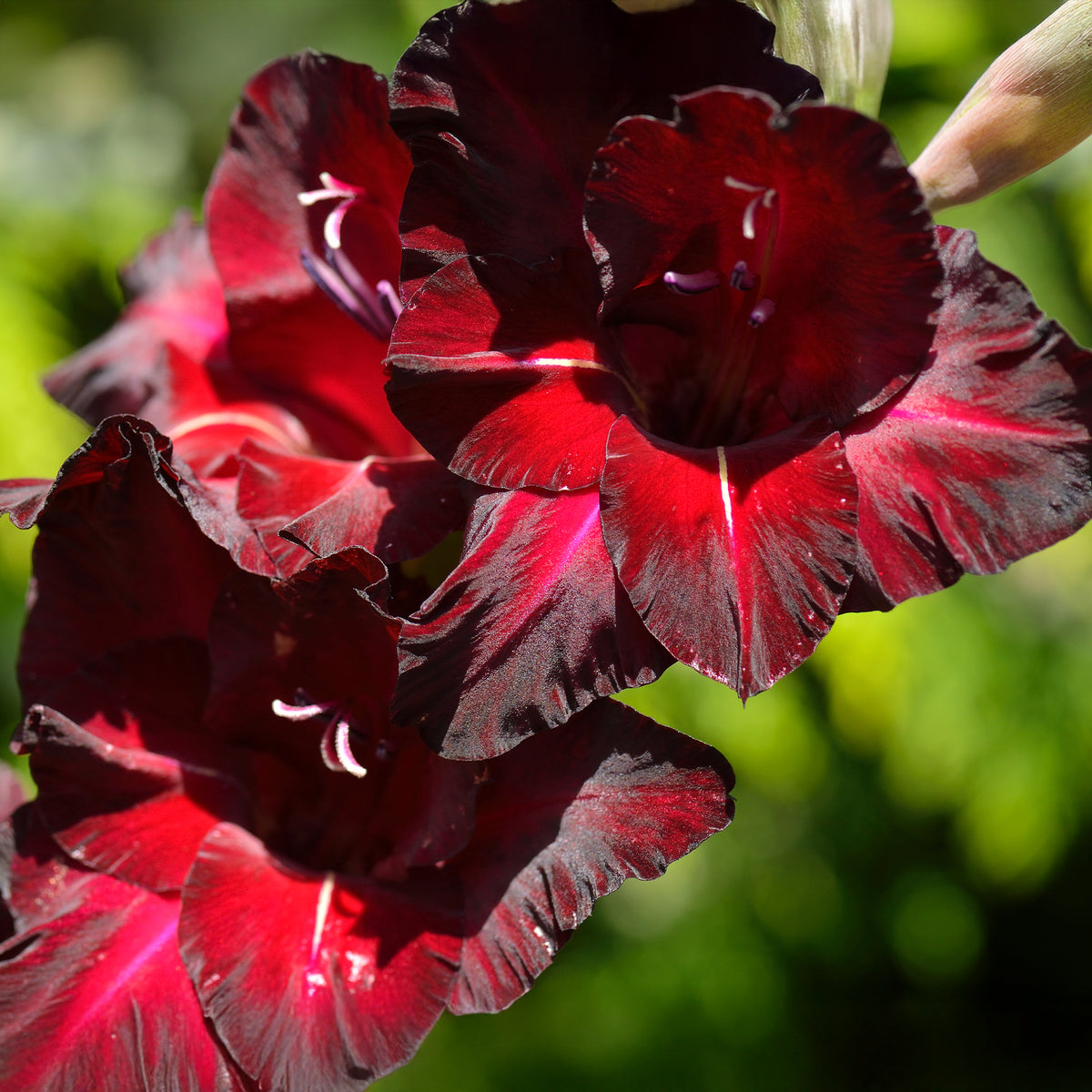 Gladiolus Black Surprise - 25 Glaïeuls Black Surprise - Bulbes de Glaïeul