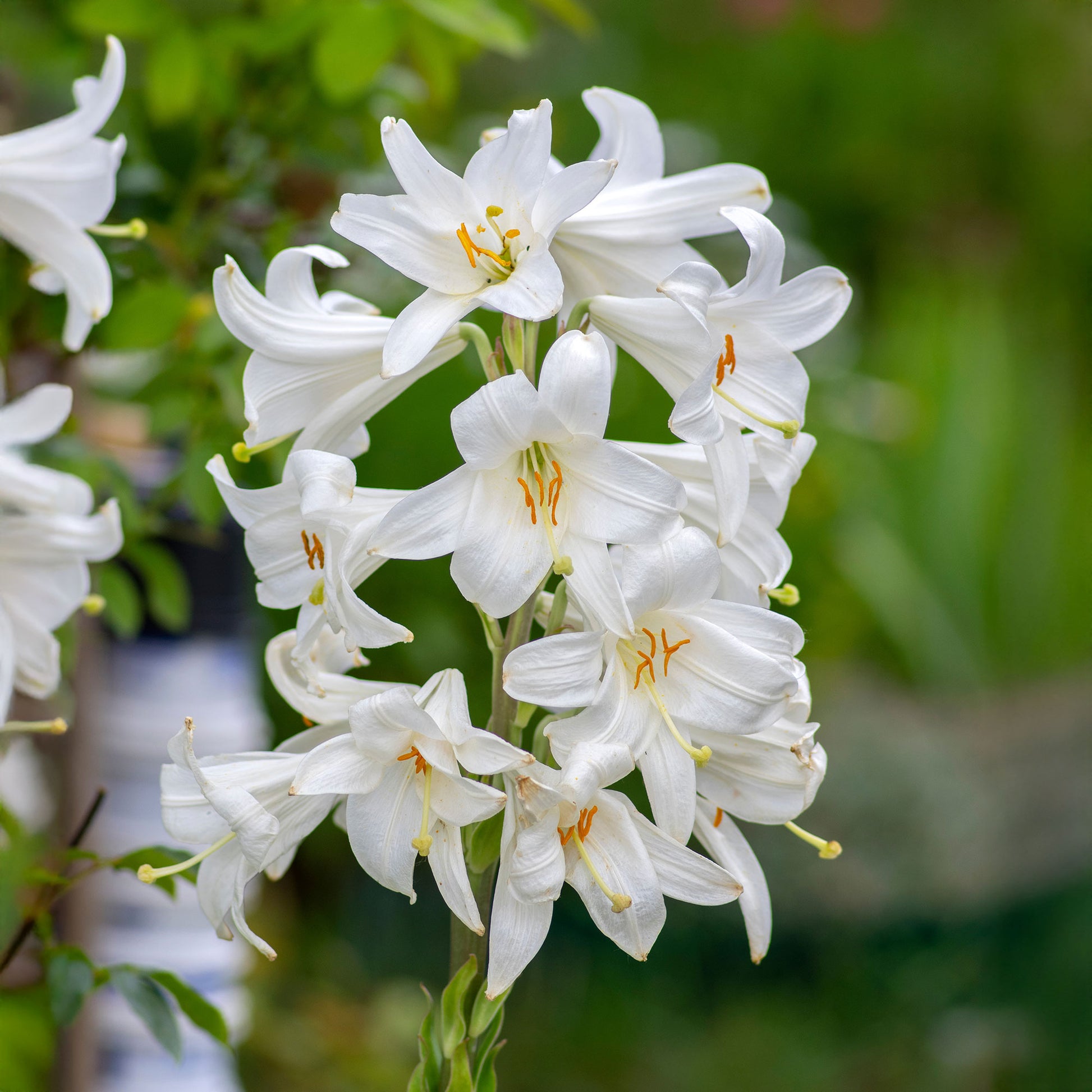 Bulbes de Lys - 2 Lis de la Madone - Lilium candidum