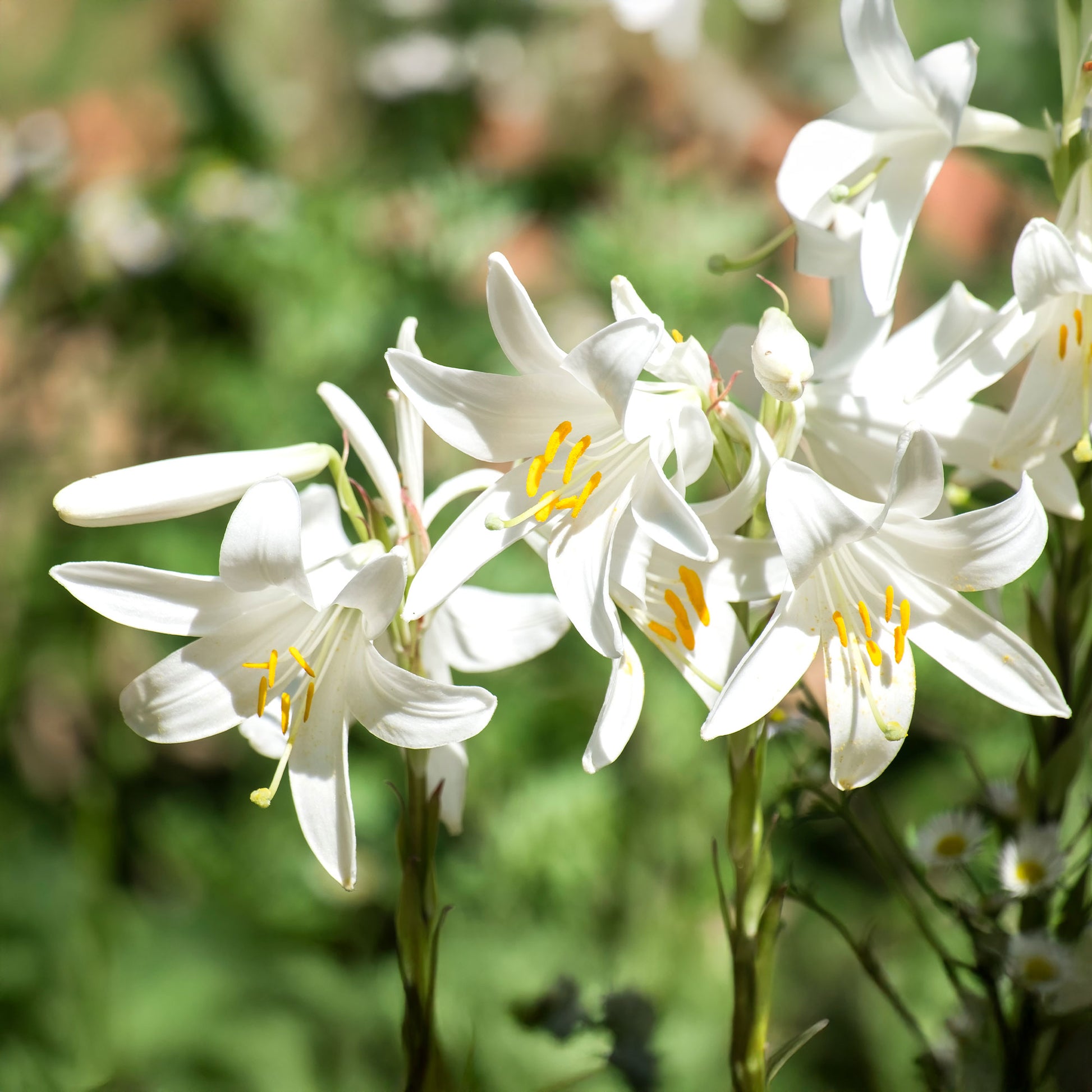2 Lis de la Madone - Bakker