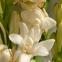 3 Tubéreuses La perle - Polianthes tuberosa the pearl - Bakker