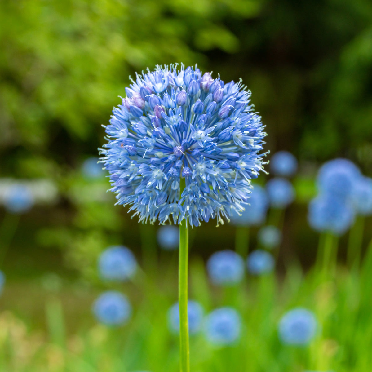 Allium azureum - 20 Alliums bleus - Bulbes d'Allium