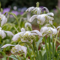 10 Perce-neige double - Galanthus nivalis flore pleno - Bakker
