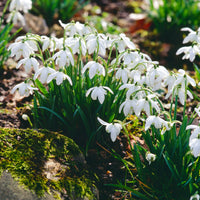 Galanthus nivalis flore pleno - 10 Perce-neige double - Bulbes de Perce-neiges - Galanthus