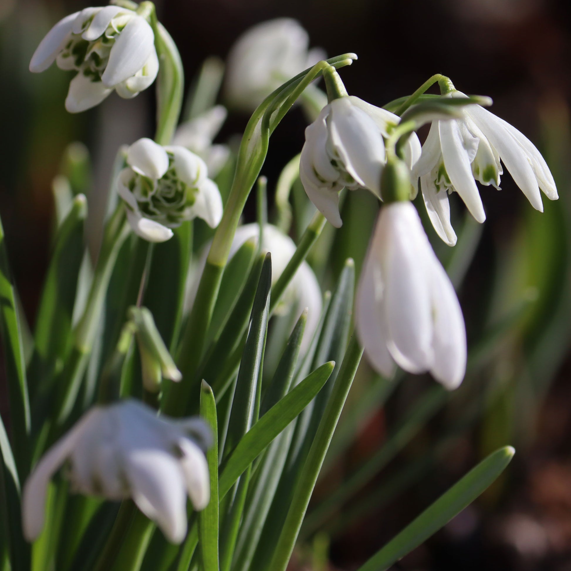 Vente 10 Perce-neige double - Galanthus nivalis flore pleno