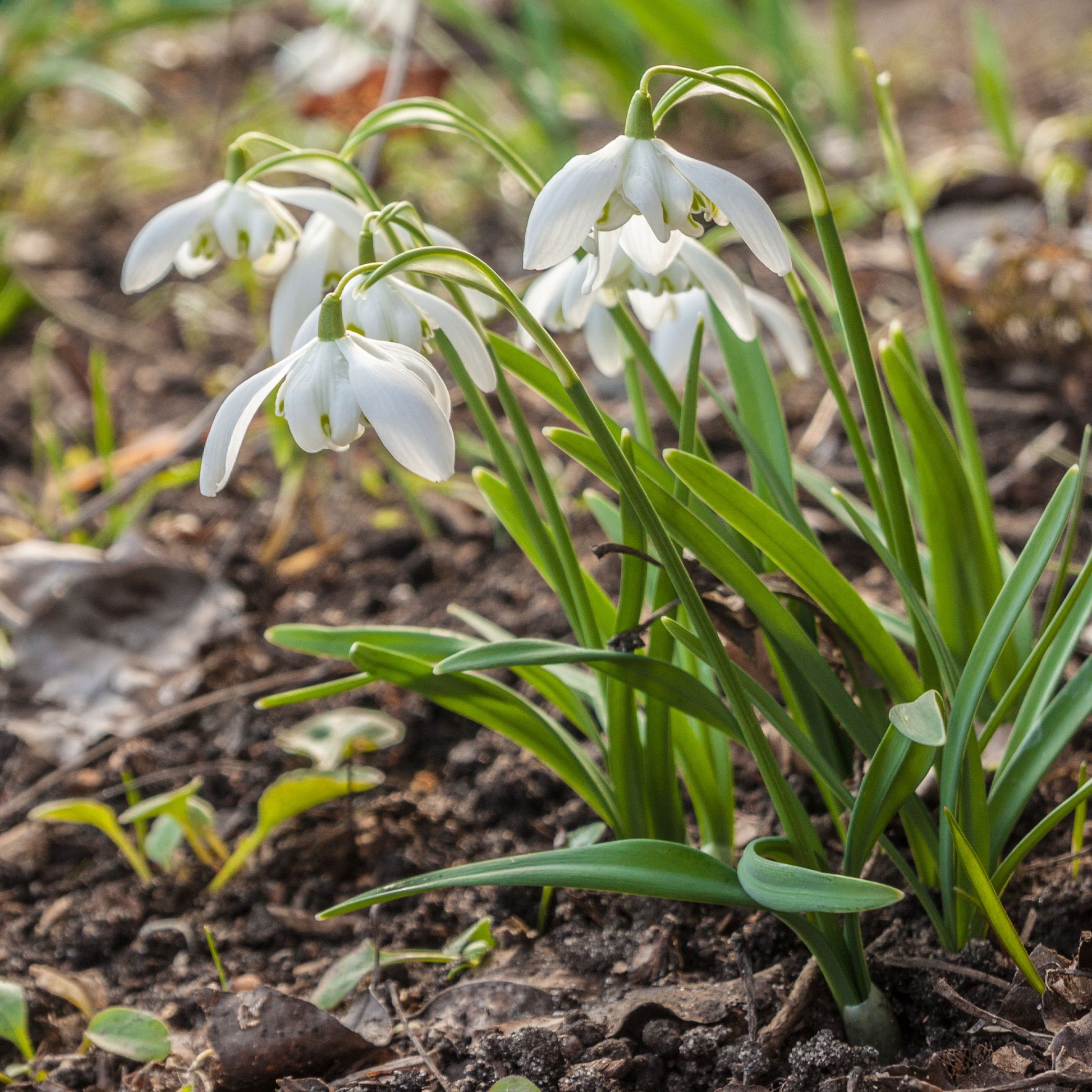 Vente 10 Perce-neige double