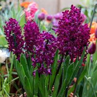 6 Jacinthes Woodstock pourpre - Hyacinthus orientalis woodstock - Bakker