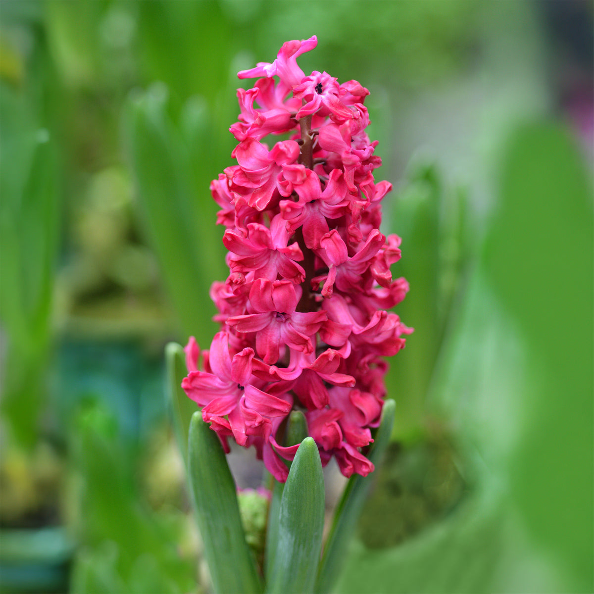 6 Jacinthes Jan Bos rouge - Hyacinthus orientalis Jan Bos - Bakker