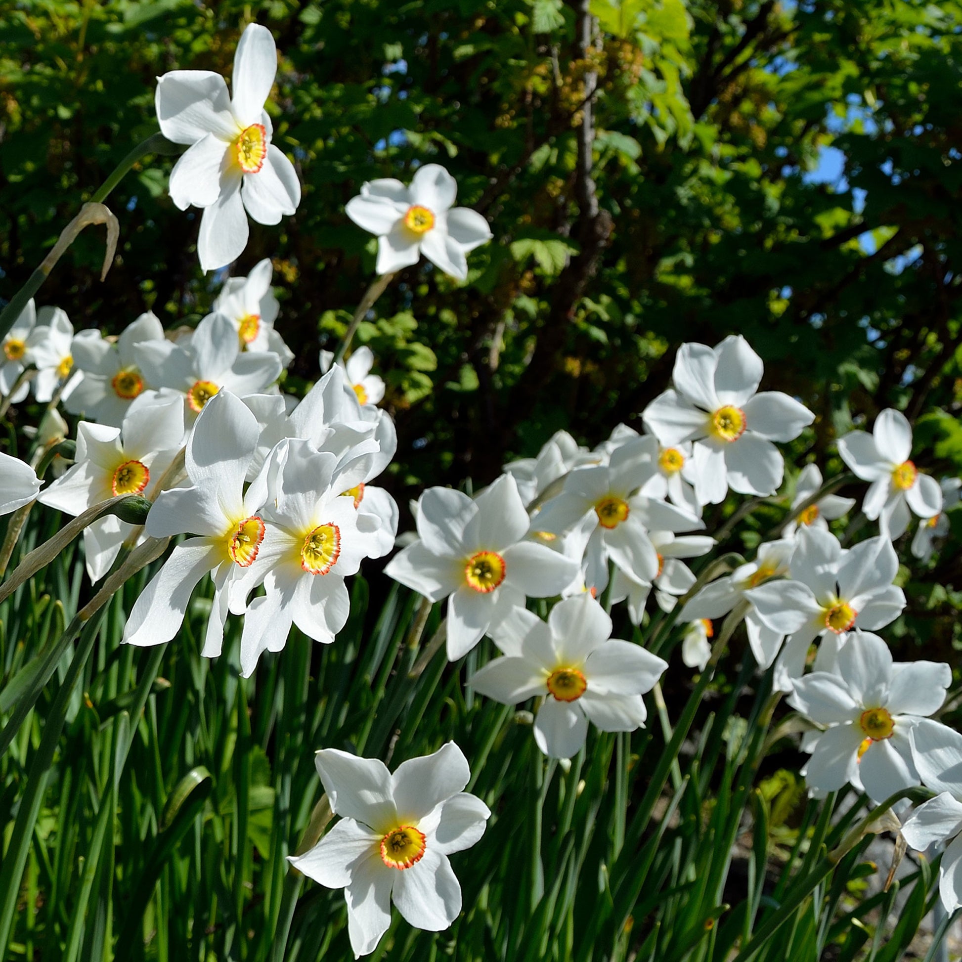 Narcissus poeticus Actea - 10 Narcisses des poètes Actea - Bulbes de Narcisse