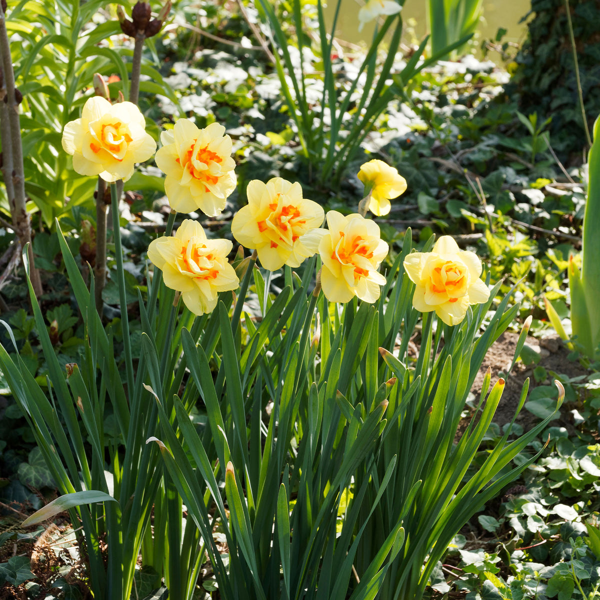 10 Narcisses à fleurs doubles Tahiti - Bakker