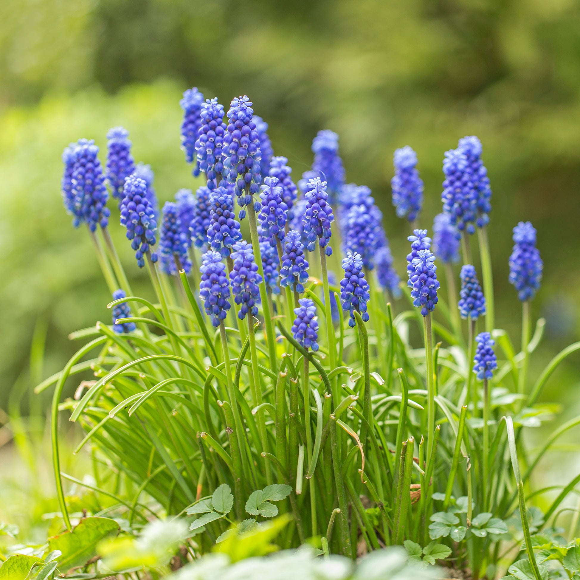 10 Muscaris bleus - Muscari armeniacum - Bakker