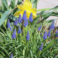 10 Muscaris bleus - Bakker