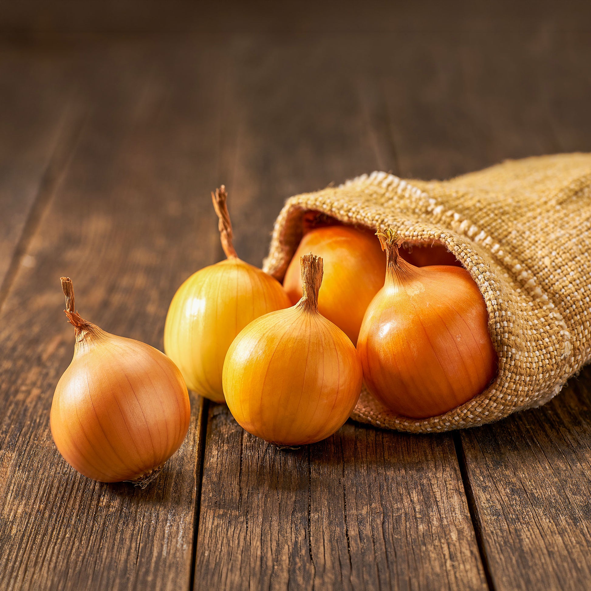 Vente Oignon Centurion F1