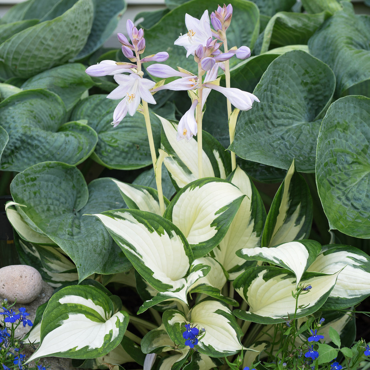 Hosta Feu et glace - Hosta Fire and Ice - Bakker