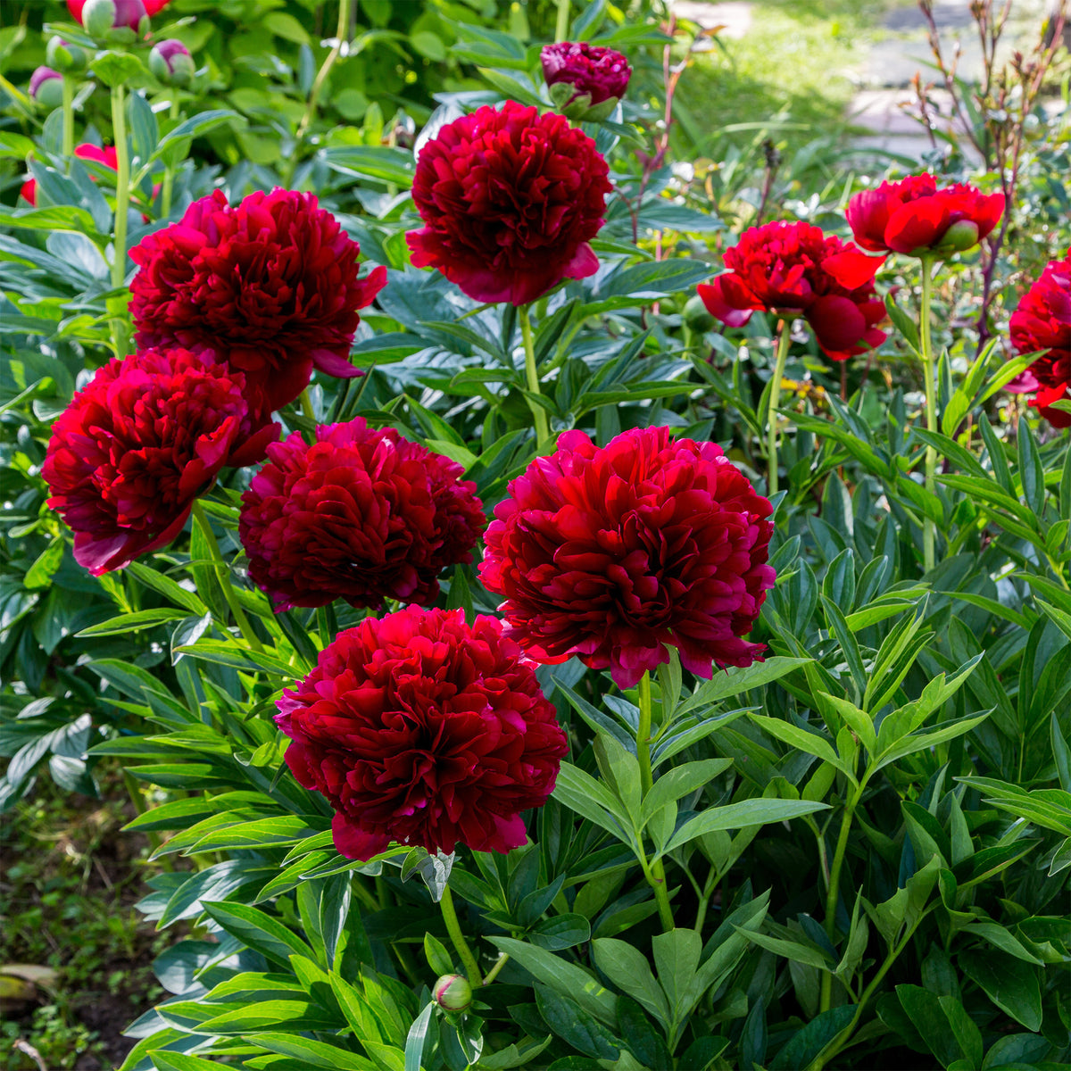 Paeonia lactiflora x Red Charm - Pivoine Red Charm - Pivoines