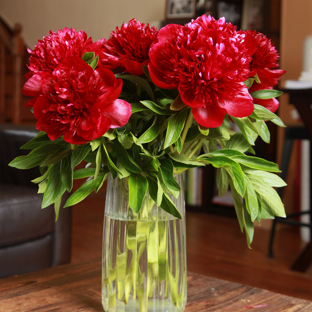 Vente Pivoine Red Charm
