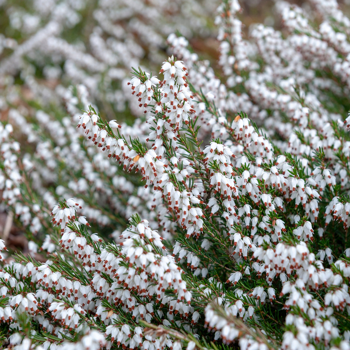 3 Bruyères d'hiver blanches - Erica carnea - Bakker