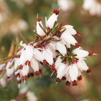 Bakker - 3 Bruyères d'hiver blanches - Erica carnea - Vivaces fleuries
