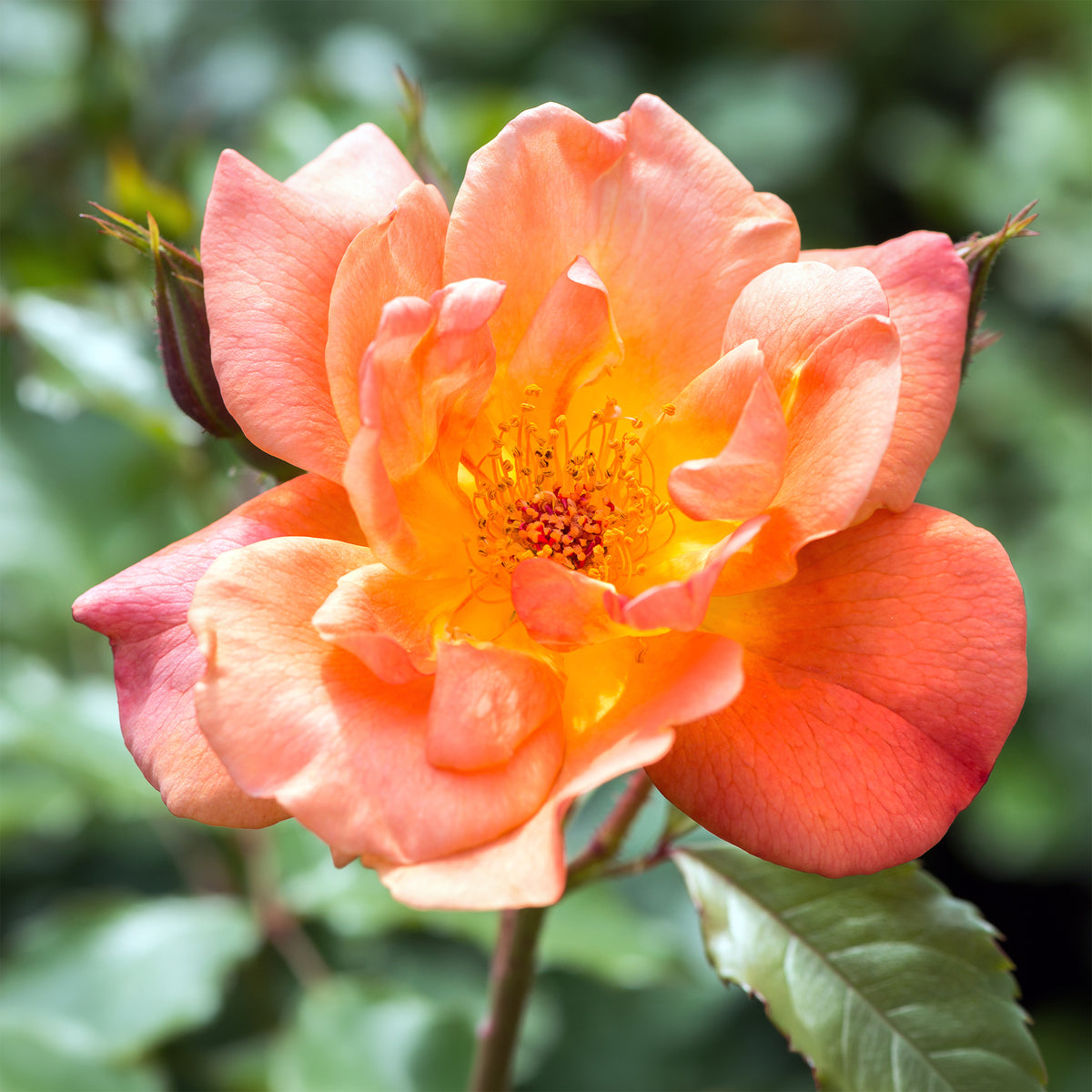 Vente Rosier arbuste Westerland - Rosa Westerland®